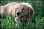 Hond 1