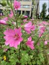 IMG 3132 website